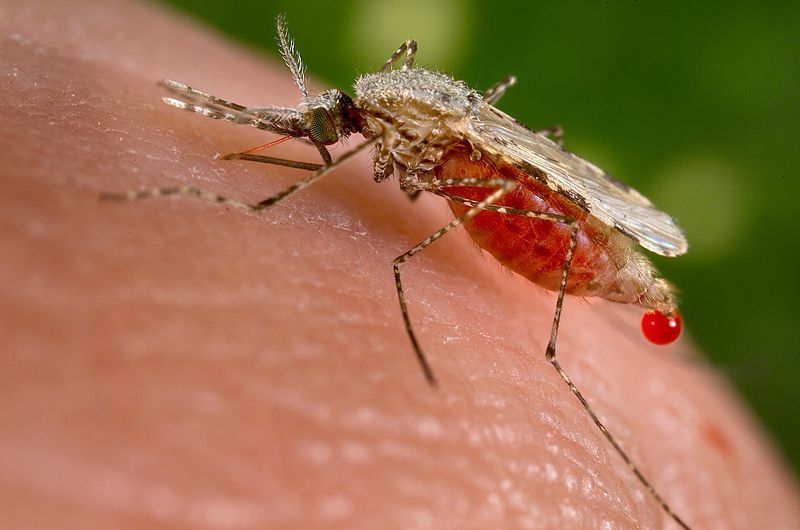 world malaria prevention treatment