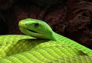 Snakes are responsible for 100,000 deaths a year and 800,000 amputations.
